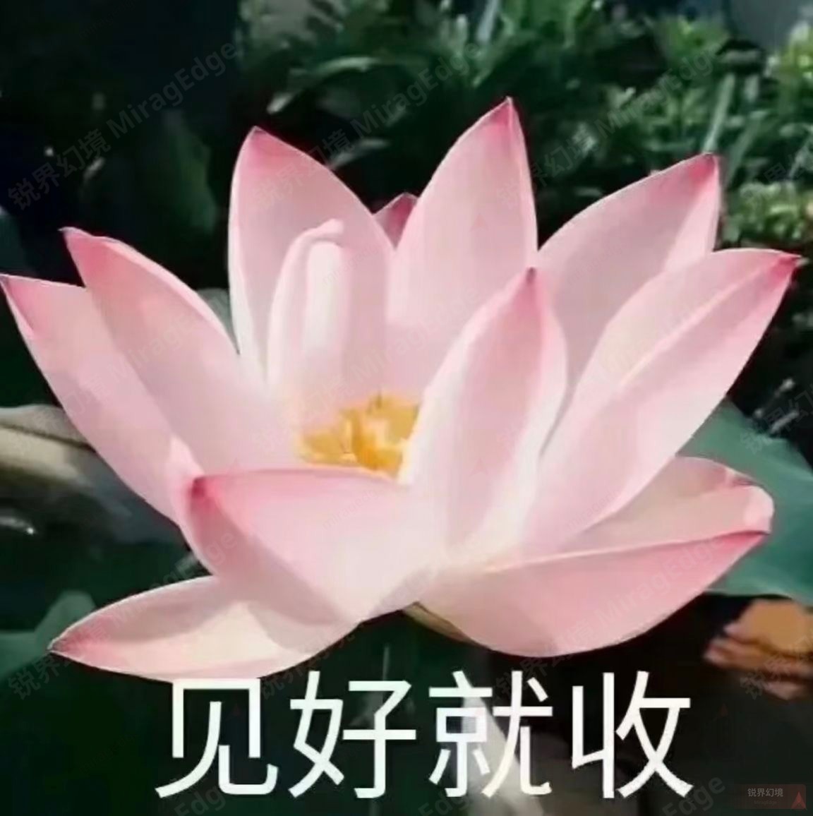 贰柒